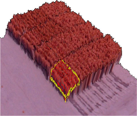 crop-biomass-dem